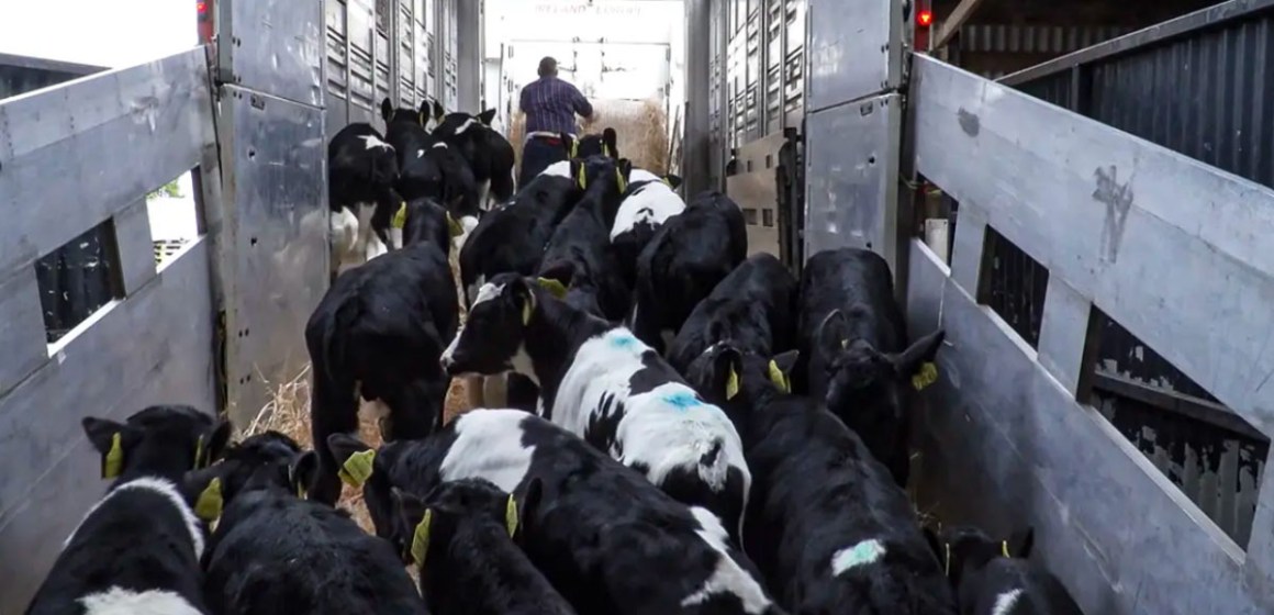 China endurece restricciones a la importación de animales y productos cárnicos