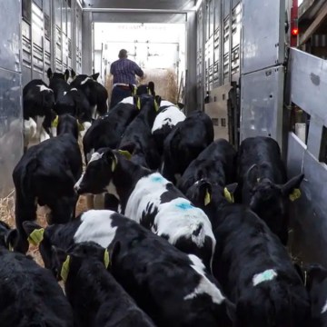 bovinos vchina China endurece restricciones a la importación de animales y productos cárnicos