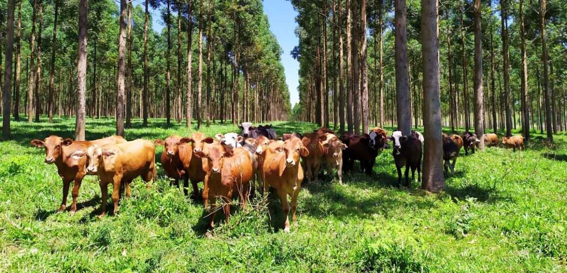 Implementación de sistemas silvopastoriles en la amazonía peruana para promover sostenibilidad ganadera