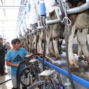 Oportunidades y retos para consolidar la ganadería peruana en 2025