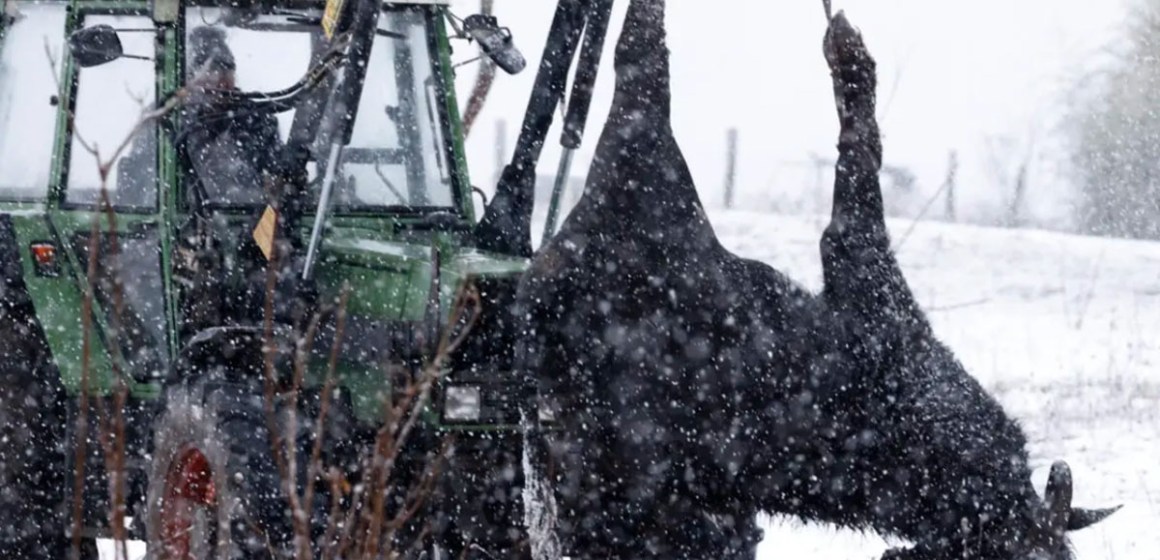 Reino Unido suspende ingreso de cárnicos alemanes tras brote de Fiebre Aftosa