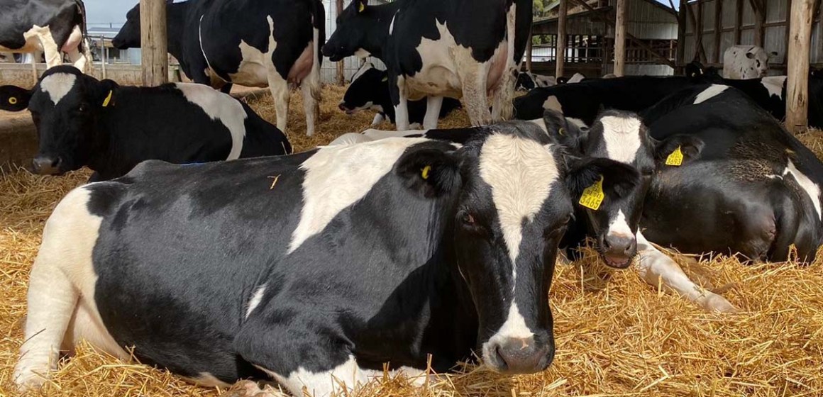 Estudiantes de UNALM innovan con estudio sobre dos  fuentes de calcio en vacas Holstein