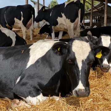 Estudiantes de UNALM innovan con estudio sobre dos  fuentes de calcio en vacas Holstein