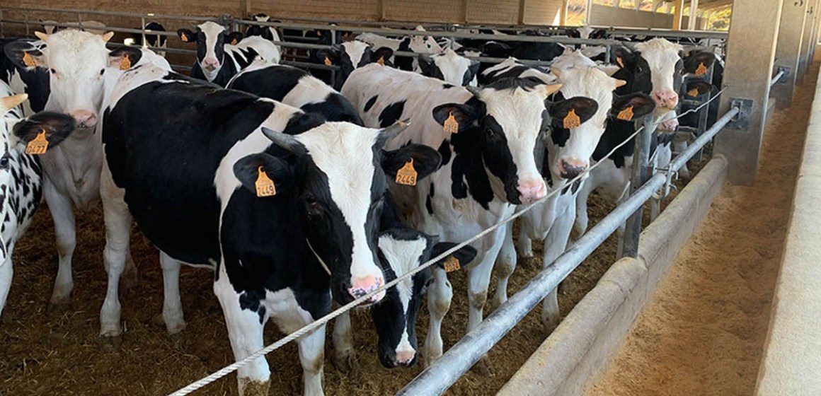 Ucayali: impulsan mejora genética del ganado con inseminación artificial y transferencia de embriones