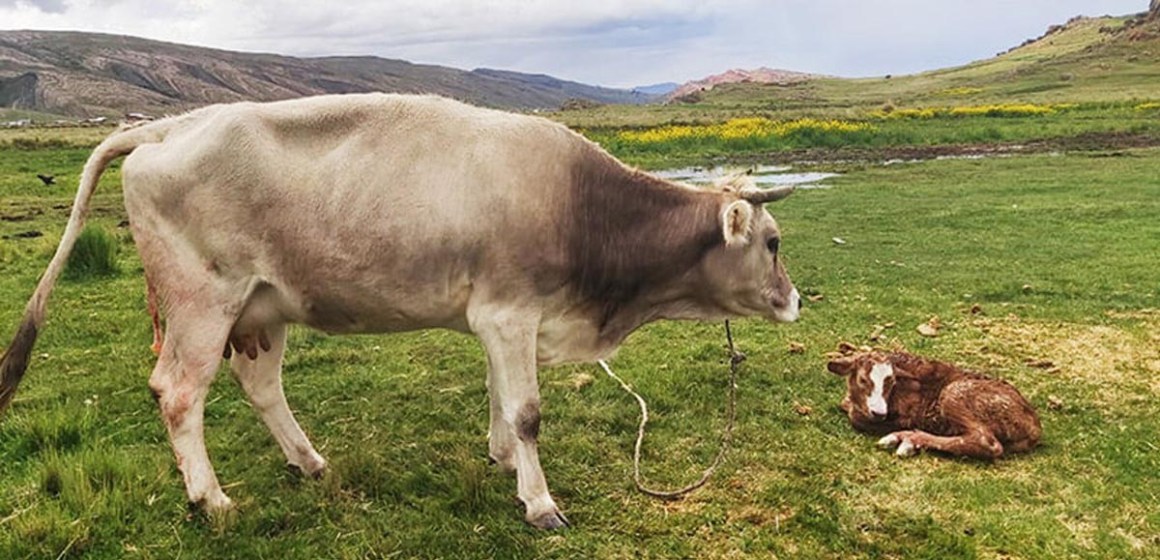 WEB Puno: Proyecto Vacunos Carne registra exitosos nacimientos de terneros por inseminación artificial