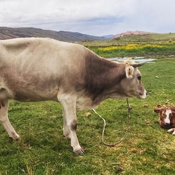 Puno: Proyecto Vacunos Carne registra exitosos nacimientos de terneros por inseminación artificial