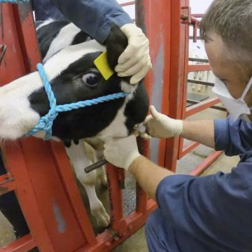 EEUU: detectan nueva cepa de Influenza Aviar en ganado lechero