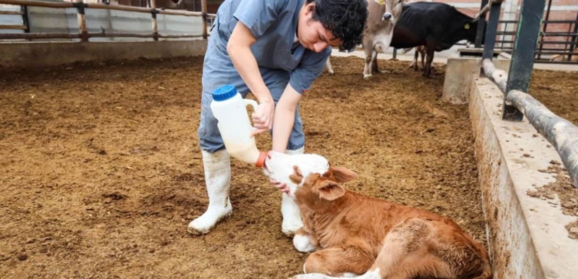 Avance científico en Trujillo: dos terneras nacen gracias a inseminación artificial