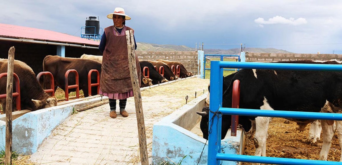 WEB Puno: impulsan producción de engorde vacuno con construcción de 82 módulos