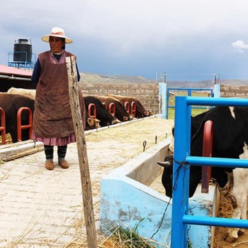 WEB Puno: impulsan producción de engorde vacuno con construcción de 82 módulos