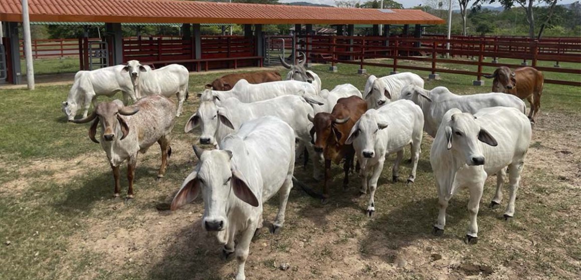 web Impulsan desarrollo ganadero en Madre de Dios con nueva Mesa Técnica