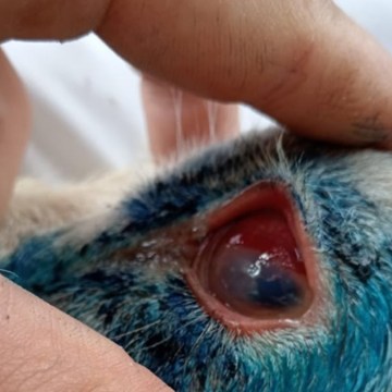 web Queratoconjuntivitis Infecciosa