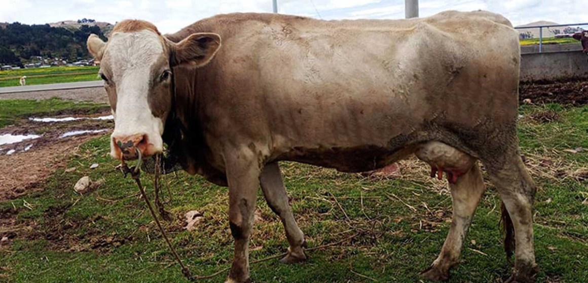 Puno: Identifican y preparan vacas aptas para inseminación artificial