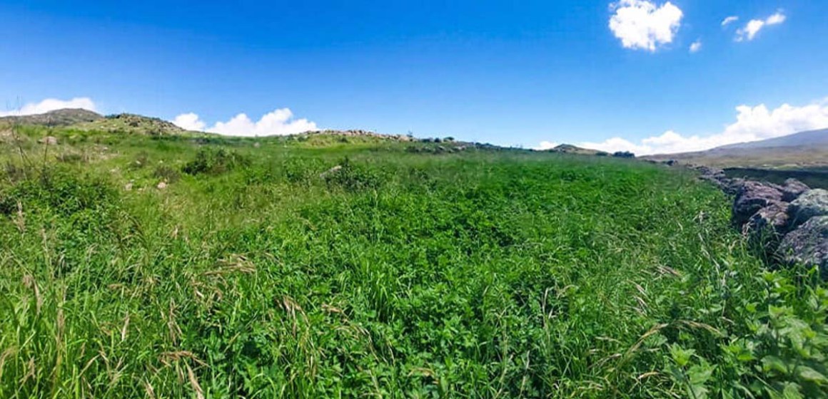 Ayacucho: Monitorean pastos y forrajes para garantizar alimentación ganadera en Chumpi