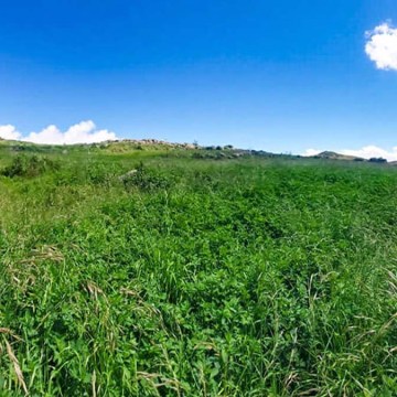 WEB Ayacucho: Monitorean pastos y forrajes para garantizar alimentación ganadera en Chumpi