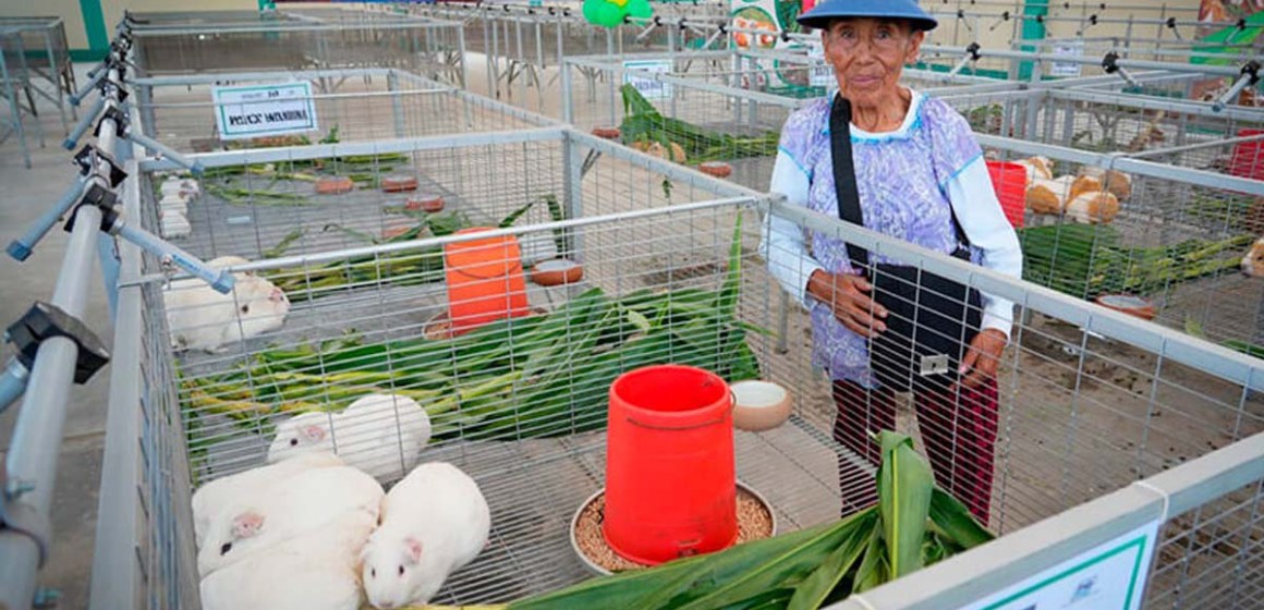 Inauguran primer galpón de cuyes de alto valor genético en Lima