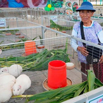 Inauguran primer galpón de cuyes de alto valor genético en Lima