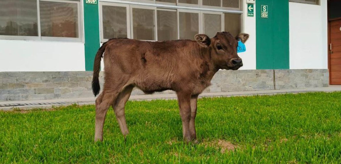 Nace Camu, la primera ternera Wagyu de alto valor genético en el Perú