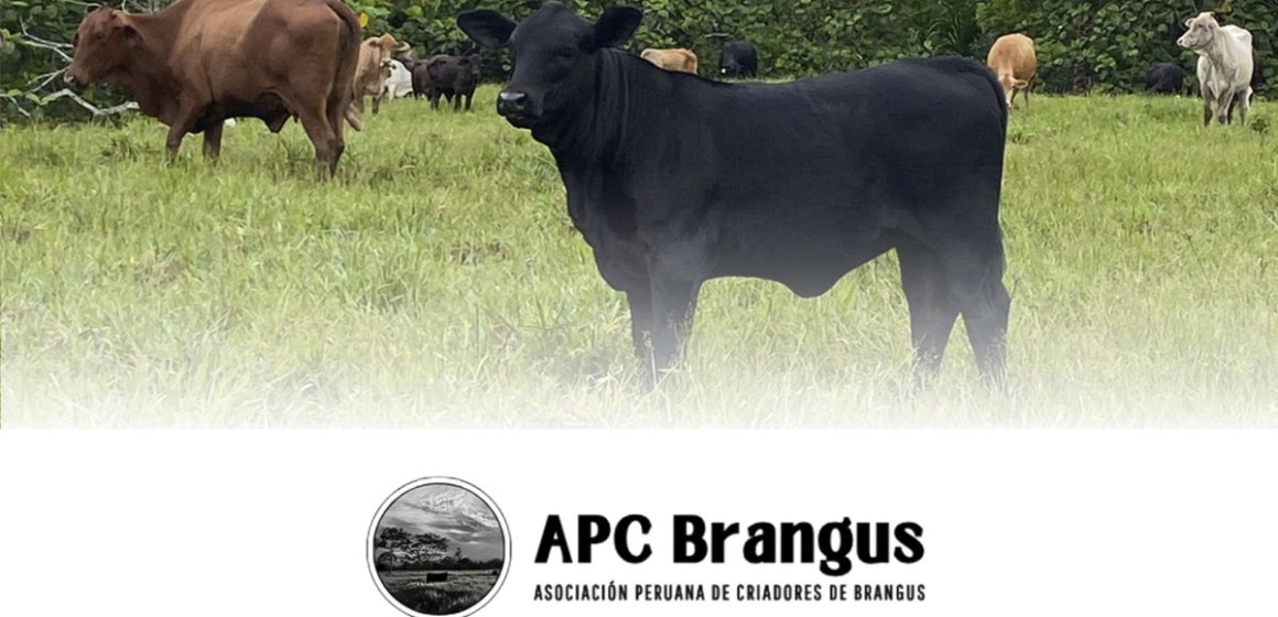 web Lanzamiento del 1er Congreso Internacional de la Raza Brangus
