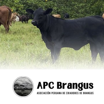 Lanzamiento del 1er Congreso Internacional de la Raza Brangus