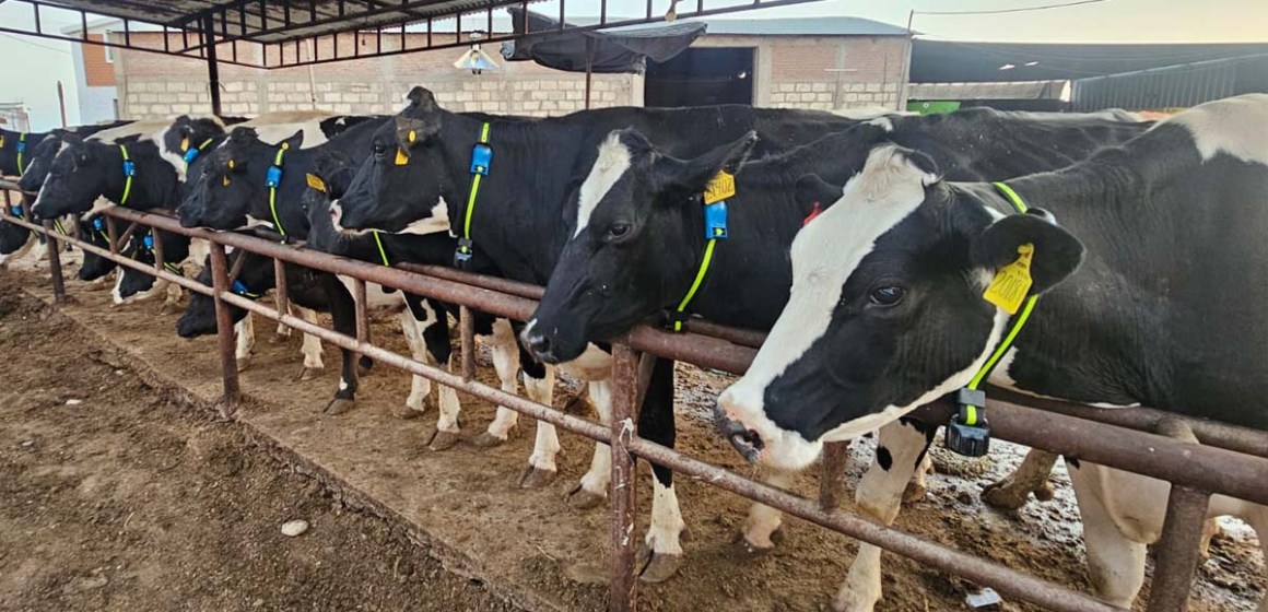 MSD Animal Health instala primer Demo de Monitoreo Ganadero en Perú para AQP Milk