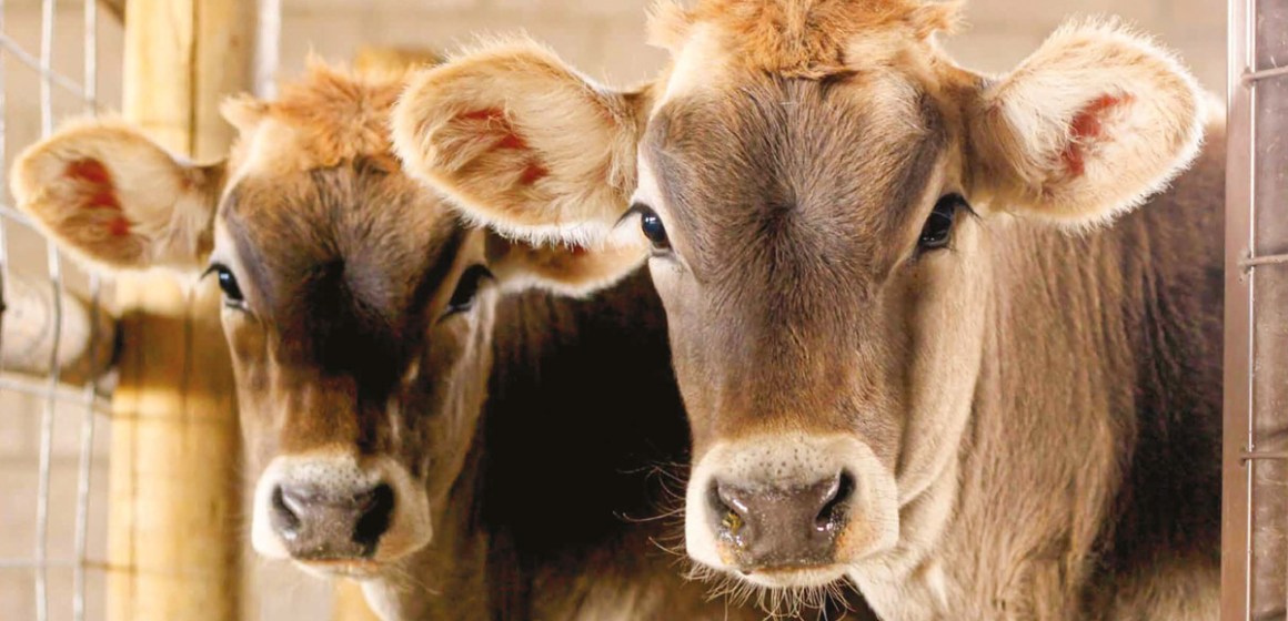 Comportamiento-ingestivo-y-ganancia-de-peso-de-terneros-pastando-en-banco-de-proteínas Comportamiento ingestivo y ganancia de peso de terneros pastando en banco de proteínas