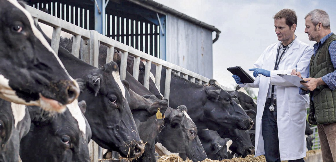 Queratoconjuntivitis Infecciosa