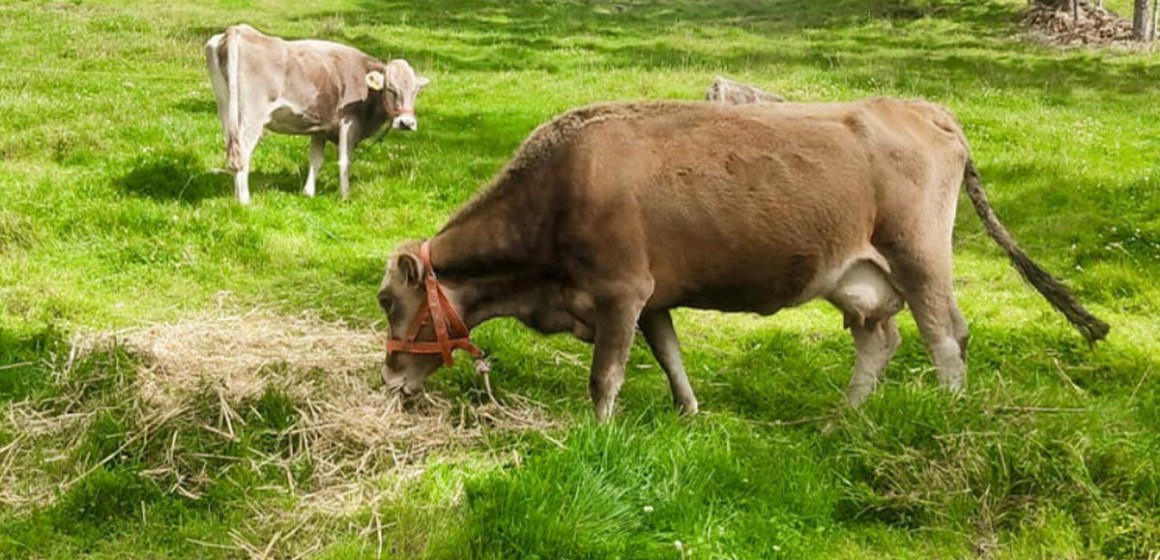 Ayacucho: Capacitan a ganaderos de Vinchos en manejo y conservación de forrajes