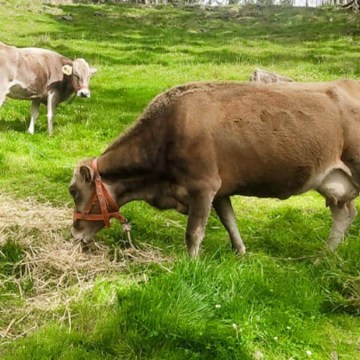Ayacucho: Capacitan a ganaderos de Vinchos en manejo y conservación de forrajes