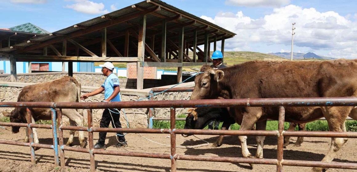 WEB Ilave: más de 1,500 vacunos son beneficiados mensualmente con inocuidad en el Camal Municipal
