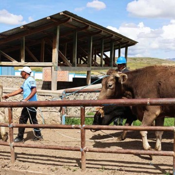 Ilave: más de 1,500 vacunos son beneficiados mensualmente con inocuidad en el Camal Municipal