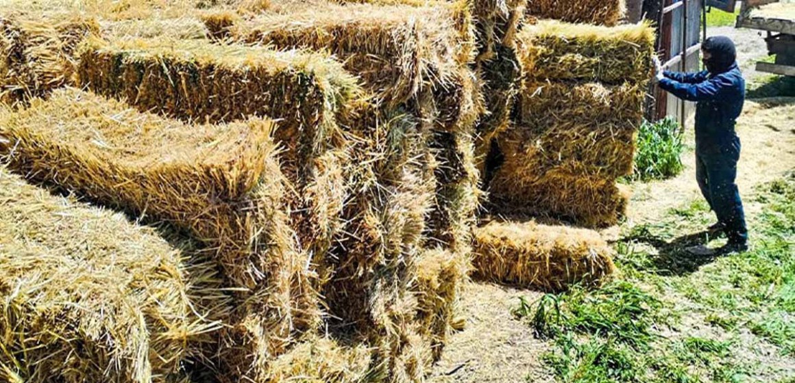 Arequipa: Entregaron pacas de heno para alpaqueros de Salamanca