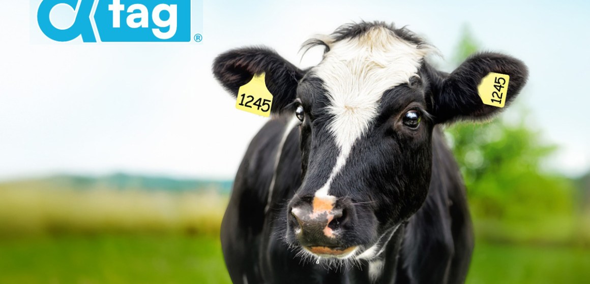 Agrovet Market lanza AlfaTag®, la nueva generación de aretes de identificación ganadera