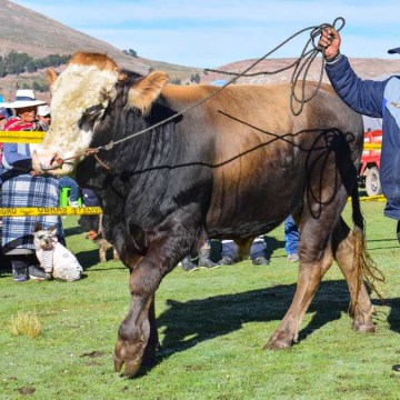Puno: realizan IV Gran Remate de Ganado para Camal y Reproducción Yanamayo 2025