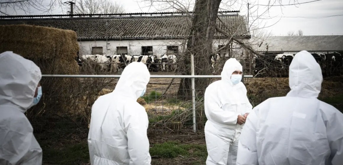 WEB FAO: Urge acción global ante el peor brote de Fiebre Aftosa en Europa