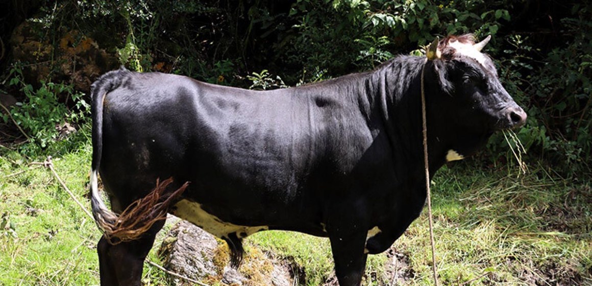 Cusco: celebrarán festivales del toro engordado y crías por inseminación artificial