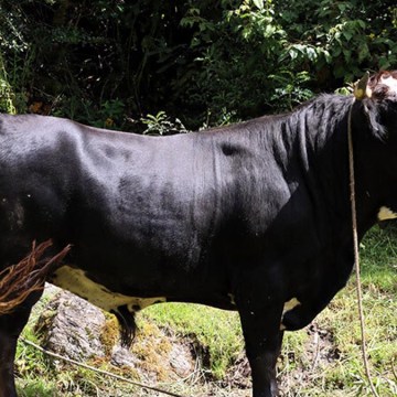 WEB Cusco: celebrarán festivales del toro engordado y crías por inseminación artificial