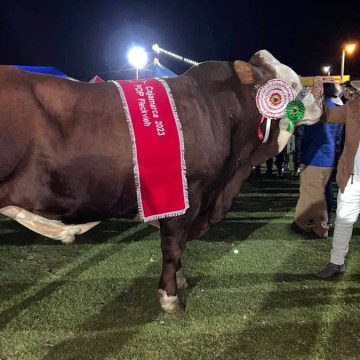 WEB Fundo Mi Briana lleva al Perú a la élite ganadera con la raza Fleckvieh