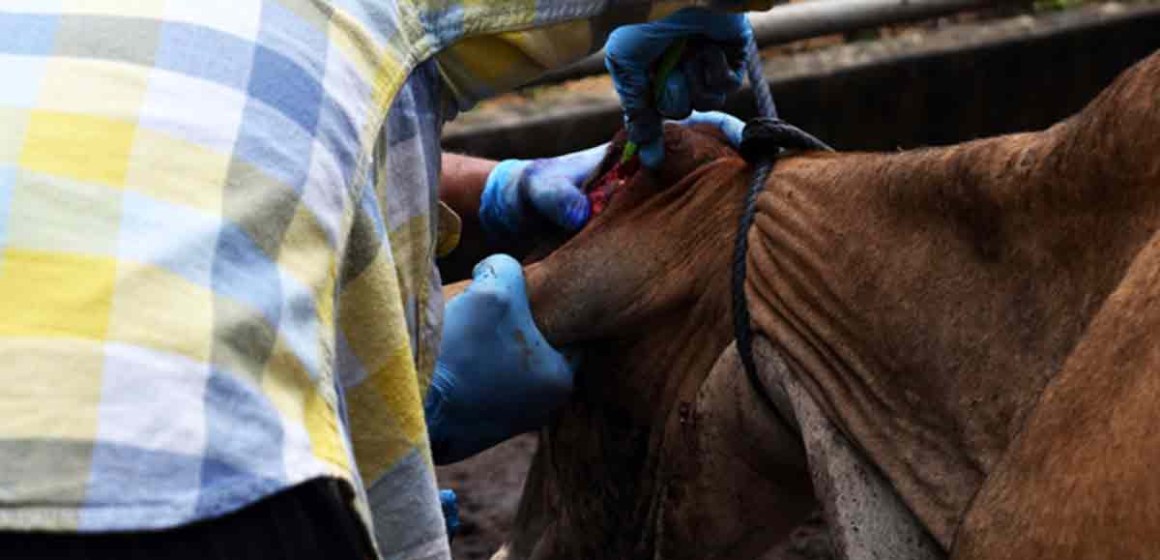EE.UU. suspende importación de ganado desde México por brote de gusano barrenador