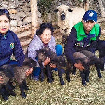 Tacna: Nacen 270 borreguitos Hampshire Down en Ilabaya gracias a inseminación artificial