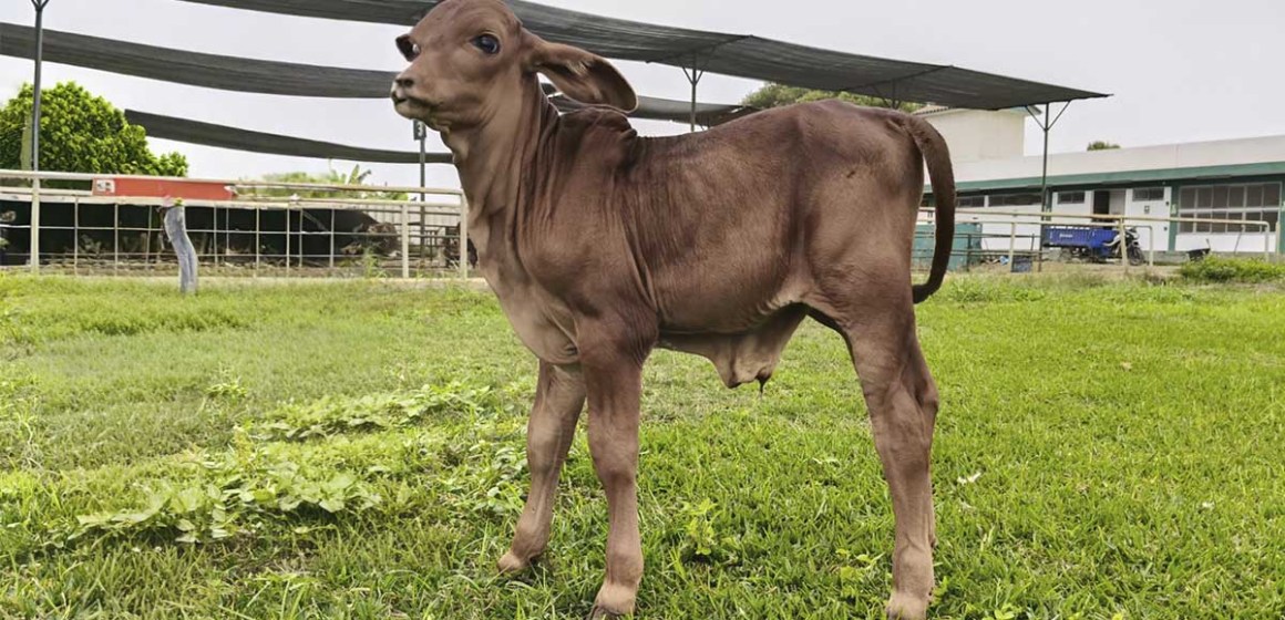 Huaral: Nace ternero de raza Sindi con gran potencial para producir carne y leche