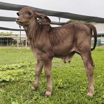 Huaral: Nace ternero de raza Sindi con gran potencial para producir carne y leche