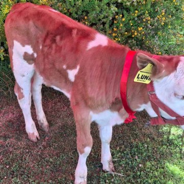 Jauja: Nacen crías de ganado Simmental, Brown Swiss y Montbeliarde con alto valor genético
