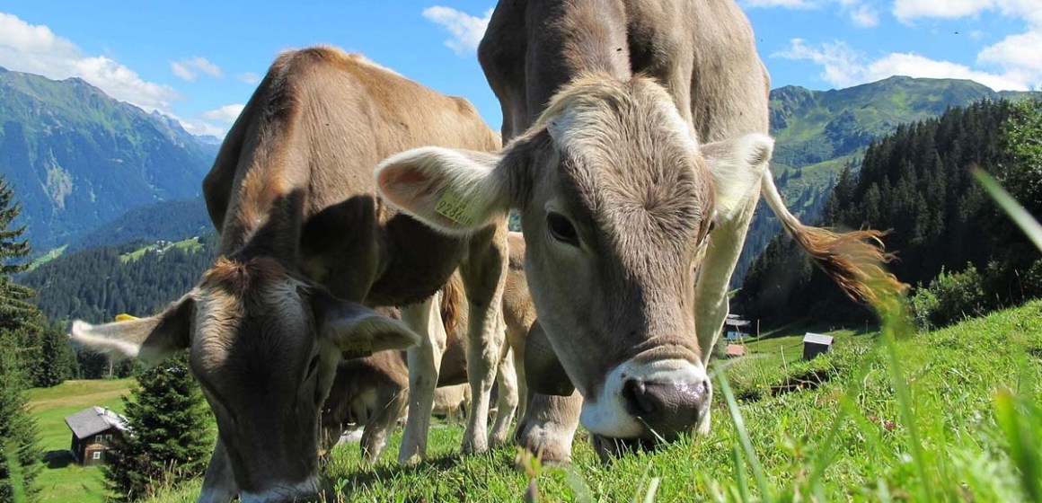 Cuándo y por qué se estableció el «Día de la Ganadería Sostenible»