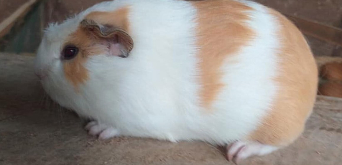 INIA libera “Línea Mantaro”: revolución genética para la crianza tecnificada de cuyes