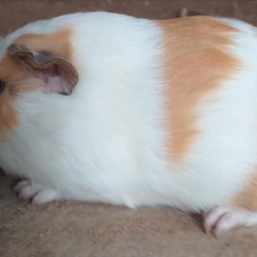 WEB INIA libera “Línea Mantaro”: revolución genética para la crianza tecnificada de cuyes