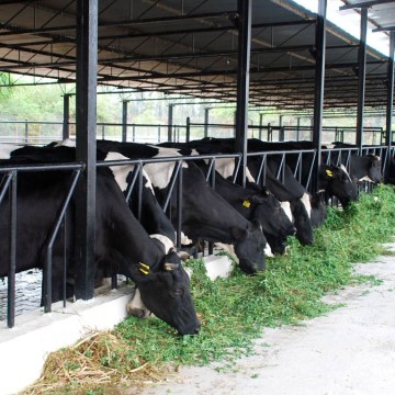 WEB Cajamarca es la 1era cuenca lechera del país con el 17.5% de la producción nacional