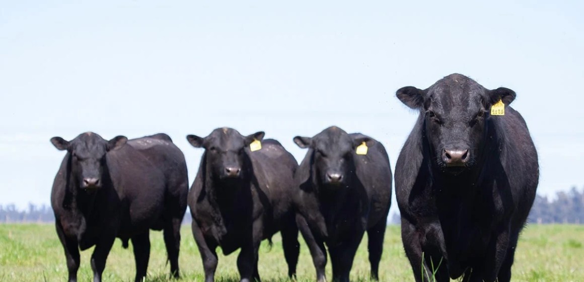 Concurso Brangus Sin Fronteras 2025 amplía alcance e incluye raza Angus