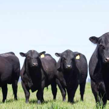 WEB Concurso Brangus Sin Fronteras 2025 amplía alcance e incluye raza Angus