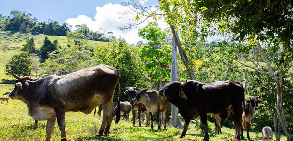 Impulsarán ganadería regenerativa en 6 regiones con inversión de $14 millones